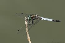 Suedlicher Blaupfeil